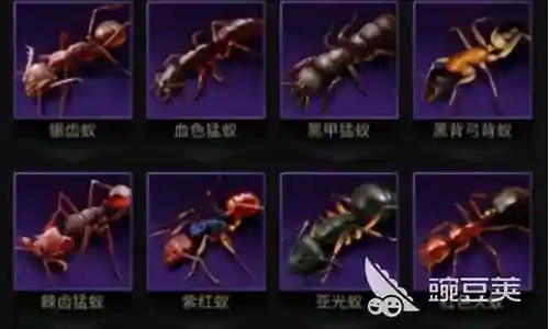 赛季特化蚁阵容搭配