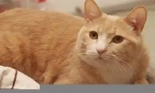 猫咪打架厉害的阵容搭配