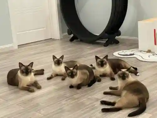 5猫阵容插图1