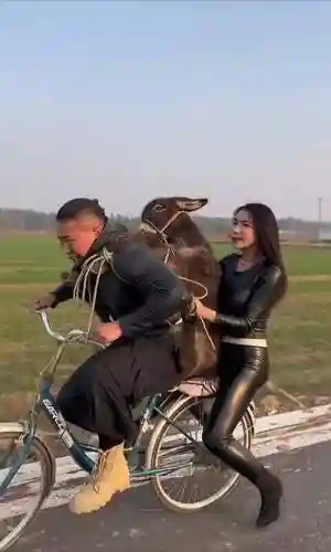 骑驴的阵容插图1