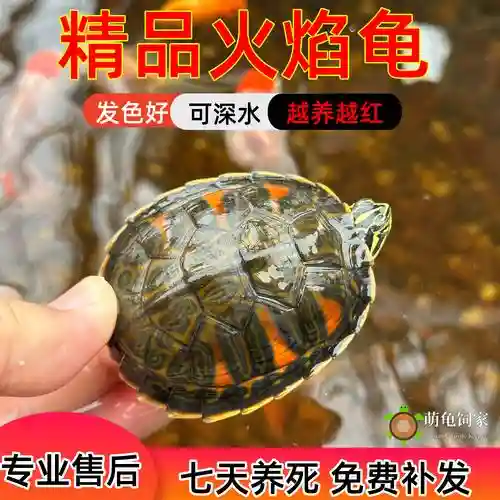 火乌龟阵容插图1