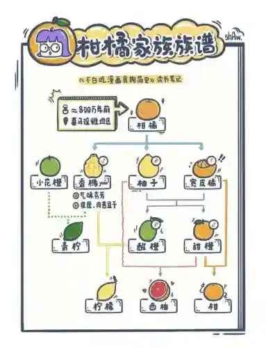 橘子阵容搭配插图1