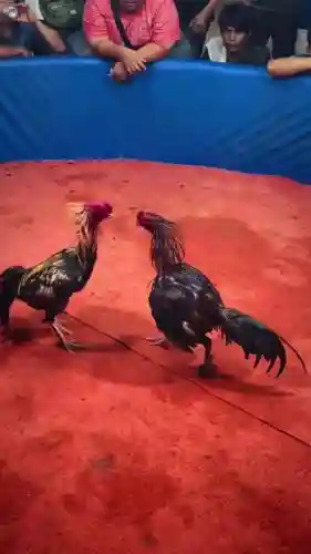 斗鸡阵容视频