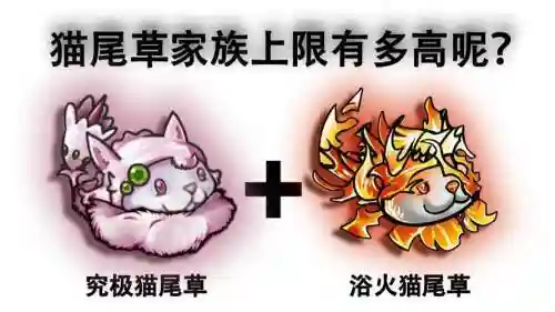 昊猫阵容_1插图