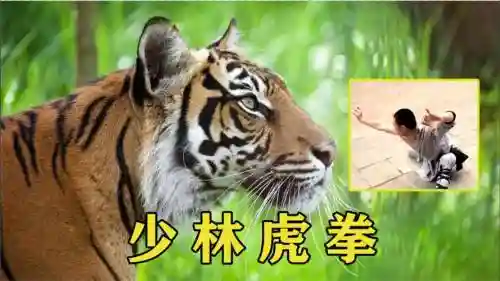 武僧老虎是什么技能插图1