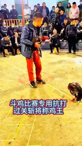 斗鸡阵容2021