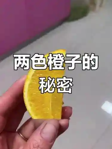 橙子谜题14关攻略