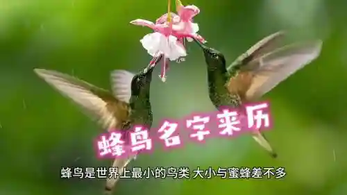 蜂鸟攻略，蜂鸟讲解