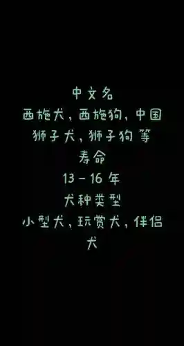 狮子狗吃装备么，狮子狗吃什么东西插图1