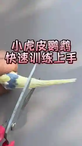 鸟有些什么技能好训练，鸟类训练插图1