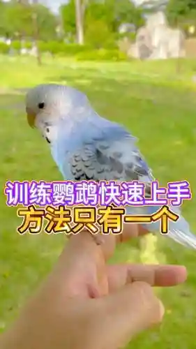 鸟有些什么技能好训练，鸟类训练插图