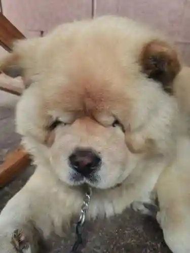 狮子狗吃装备么，狮子狗吃什么东西插图