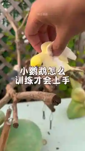 鸟有些什么技能好训练，鸟儿的技能插图1
