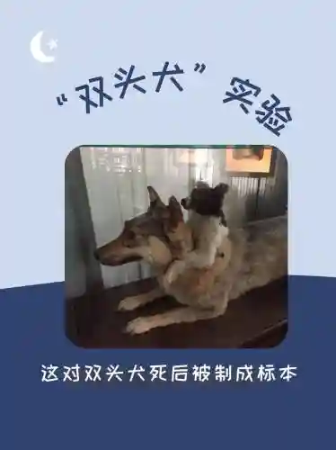 双头犬宝宝技能，双头犬的图片插图